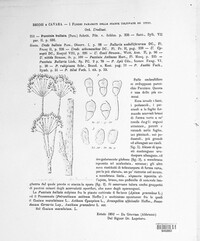 Puccinia bullata image